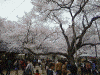 高遠城址公園の桜(1)