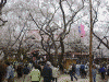 高遠城址公園の桜(2)