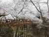 高遠城址公園の桜(4)
