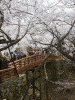 高遠城址公園の桜(5)