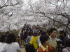 高遠城址公園の桜(7)