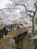 高遠城址公園の桜(9)
