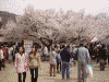 高遠城址公園の桜(13)