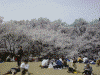 高遠城址公園の桜(14)