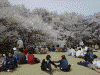 高遠城址公園の桜(15)