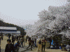 高遠城址公園の桜(16)