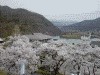 高遠湖，高遠歴史博物館近くの桜(2)