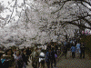 高遠城址公園の桜(21)