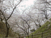 高遠城址公園の桜(23)