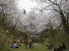 高遠城址公園の桜(27)