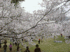 高遠城址公園の桜(31)