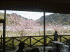 峰温泉：踊り子温泉会館から外の河津桜を眺める