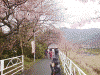河津桜：サイクリングコースにて(1)