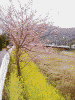 河津桜と菜の花：サイクリングコースにて(1)
