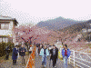 河津桜：桜まつりメイン会場付近にて(2)