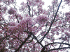 河津桜：桜まつりメイン会場付近にて(3)