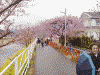 河津桜と菜の花：サイクリングコースにて(6)