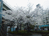 一ノ橋親水公園に咲いていた桜