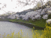 牛ヶ淵と桜(2)