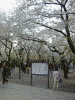 靖国神社(5)／靖国の桜