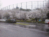 赤羽橋：芝ゴルフ場付近の桜(2)