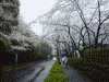 増上寺付近の桜(1)