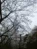 増上寺付近の桜(2)