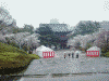 増上寺(1)