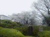 増上寺の桜(1)