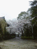 増上寺の桜(2)