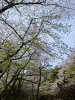 増上寺：桜と東京タワー(1)