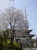 増上寺：しだれ桜＋本堂＋東京タワー