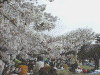 新宿御苑の桜(2)