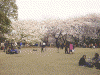 新宿御苑の桜(4)