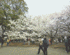 新宿御苑の桜(5)