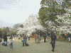 新宿御苑の桜(6)