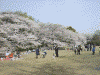 新宿御苑の桜(2)