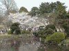 新宿御苑の桜(9)