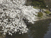 新宿御苑の桜(12)