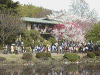 新宿御苑の桜(14)・ハナモモ