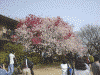 新宿御苑の桜(15)・ハナモモ