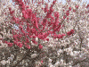 新宿御苑の桜(16)・ハナモモ