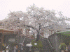 サントリー山梨ワイナリー：ワインガーデンの桜(2)