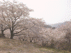 大法師公園の桜(3)