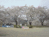 大法師公園の桜(4)