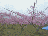 桃の花/春日居町にて(1)