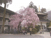 久遠寺：境内の桜(2)