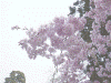 久遠寺：境内の桜(3)