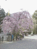 久遠寺：境内の桜(5)