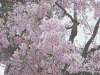 久遠寺：境内の桜(4)